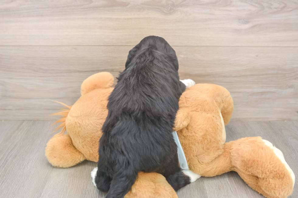 Meet Lunetta - our Mini Bernedoodle Puppy Photo  3/3 - Lone Star Pups Mini Bernedoodle Puppy for Adoption
