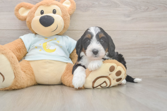 5 week old Mini Bernedoodle Puppy For Sale - Lone Star Pups Funny Mini Bernedoodle Poodle Mix Pup