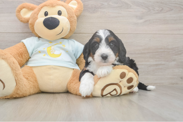 Meet Lunetta - our Mini Bernedoodle Puppy Photo  1/3 - Lone Star Pups Funny Mini Bernedoodle Poodle Mix Pup