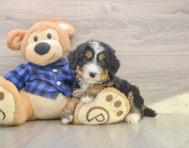 7 week old Mini Bernedoodle Puppy For Sale - Lone Star Pups