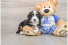 Cute Mini Bernedoodle Baby