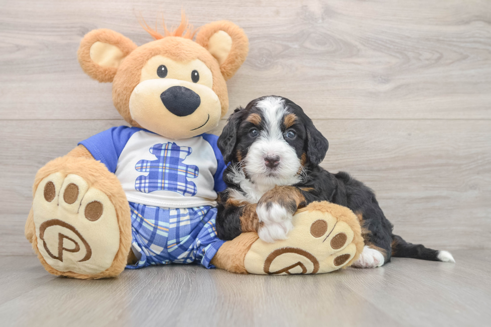 Sweet Mini Bernedoodle Baby
