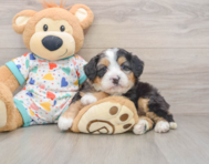 7 week old Mini Bernedoodle Puppy For Sale - Lone Star Pups