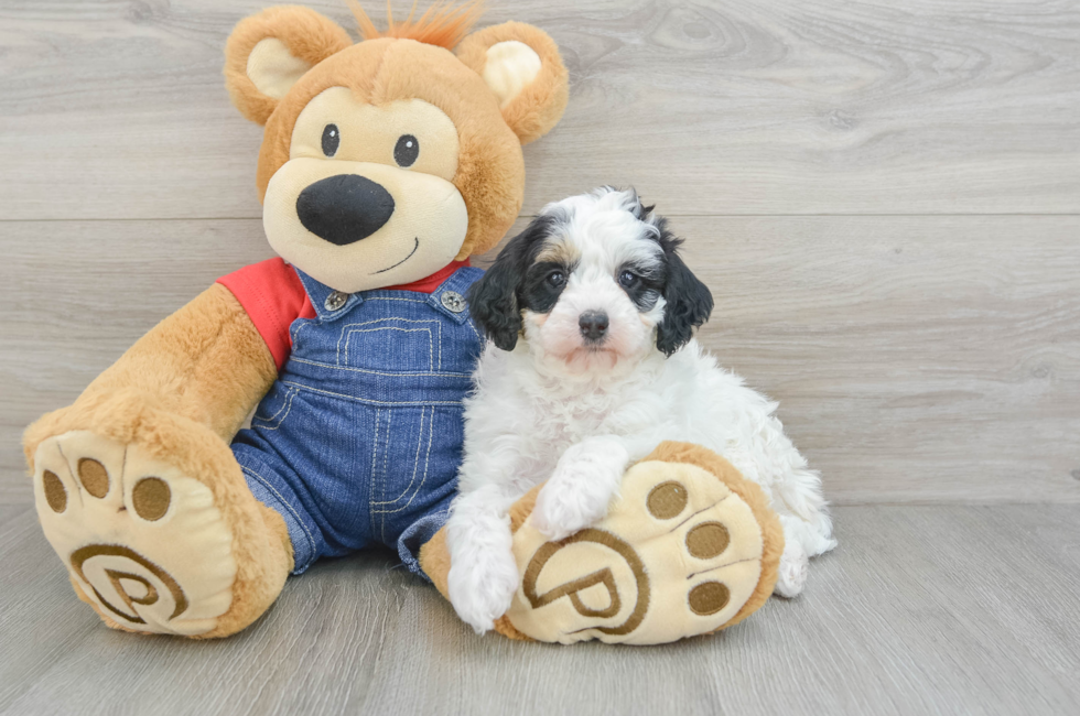 5 week old Mini Bernedoodle Puppy For Sale - Lone Star Pups