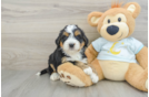 Best Mini Bernedoodle Baby