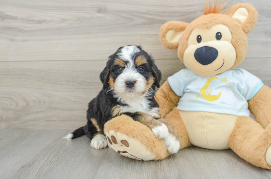 Best Mini Bernedoodle Baby