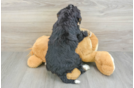 Mini Bernedoodle Puppy for Adoption