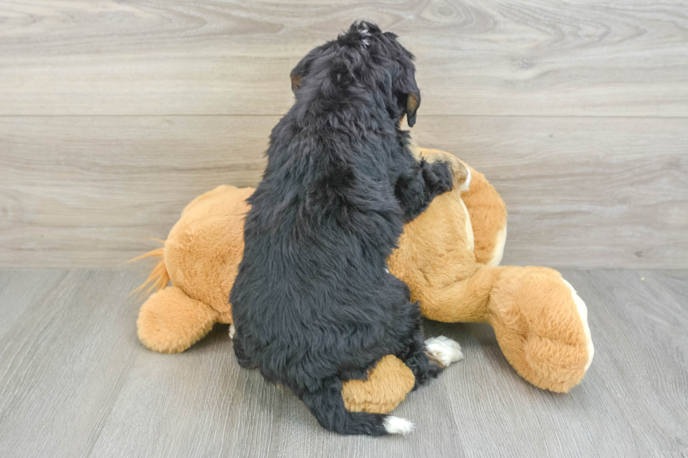 Mini Bernedoodle Puppy for Adoption