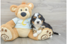 Best Mini Bernedoodle Baby