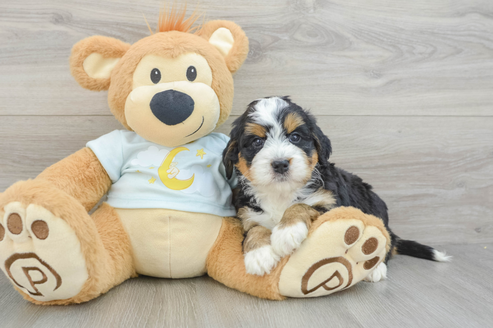 Best Mini Bernedoodle Baby