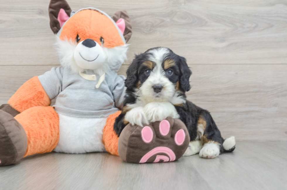 5 week old Mini Bernedoodle Puppy For Sale - Lone Star Pups