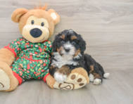 7 week old Mini Bernedoodle Puppy For Sale - Lone Star Pups