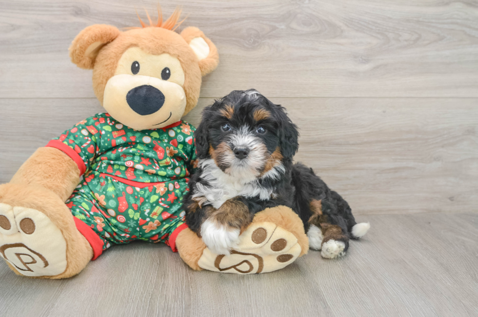 5 week old Mini Bernedoodle Puppy For Sale - Lone Star Pups