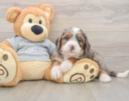 7 week old Mini Bernedoodle Puppy For Sale - Lone Star Pups