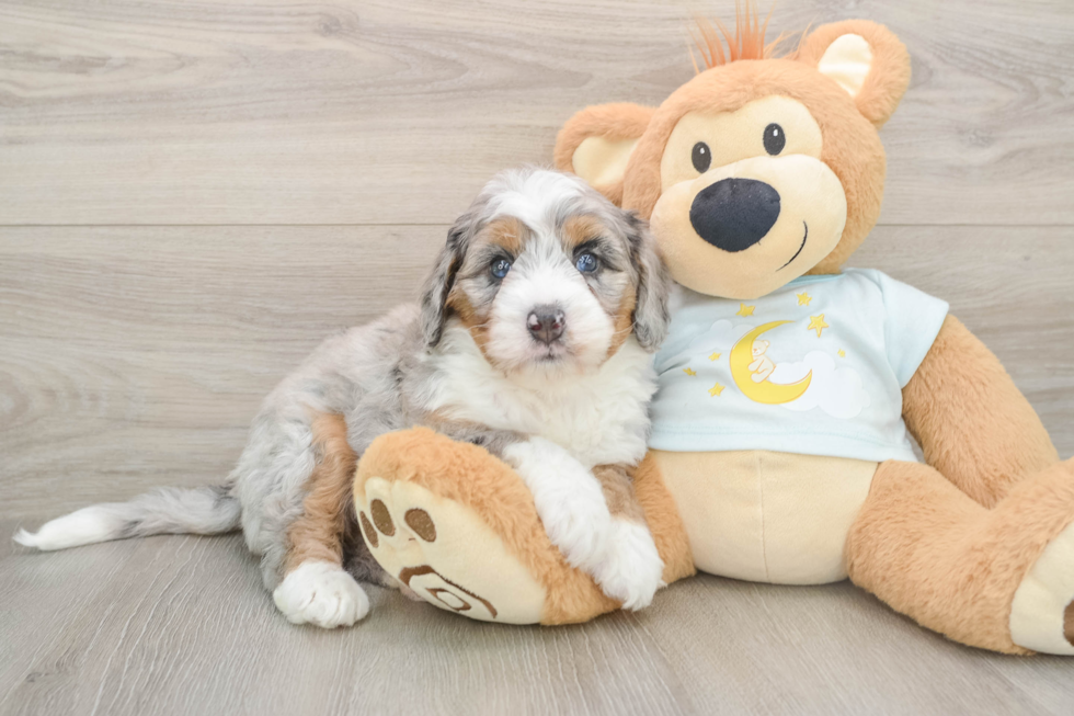 Best Mini Bernedoodle Baby