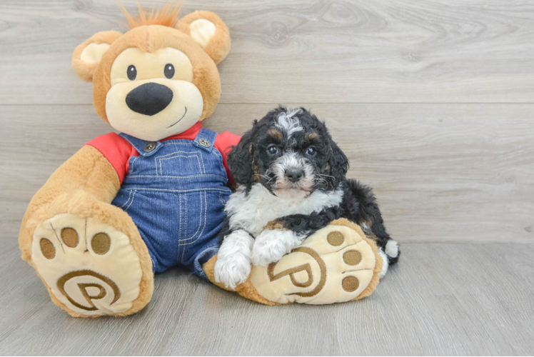 Adorable Mini Berniedoodle Poodle Mix Puppy