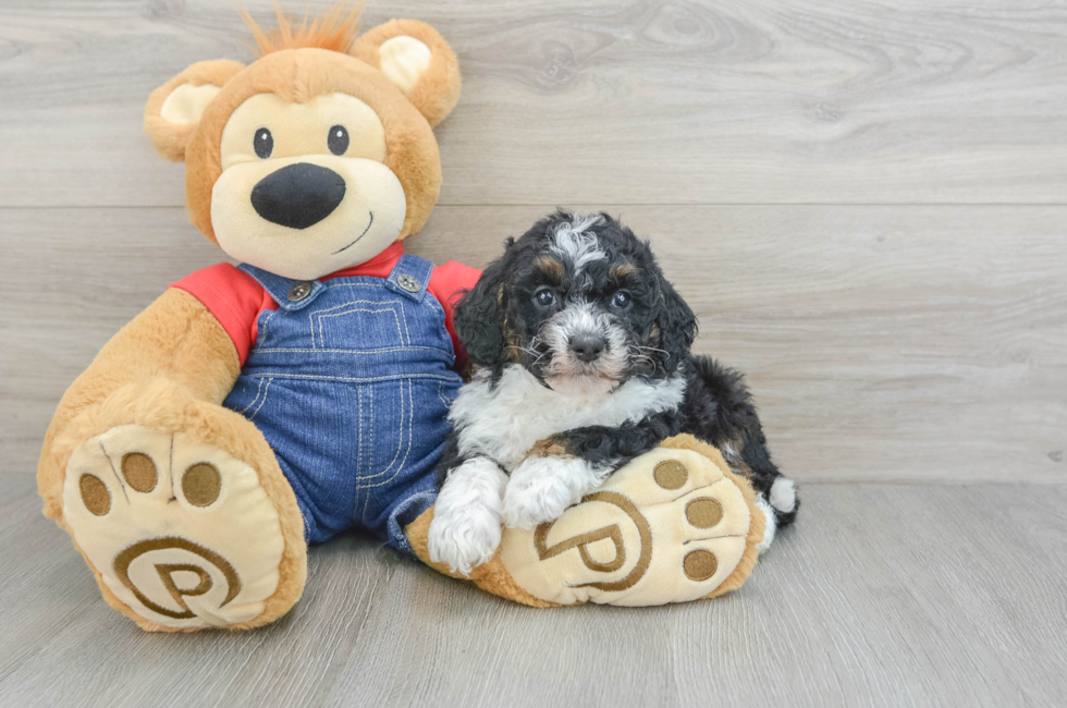 5 week old Mini Bernedoodle Puppy For Sale - Lone Star Pups