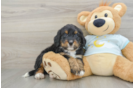 Mini Bernedoodle Puppy for Adoption