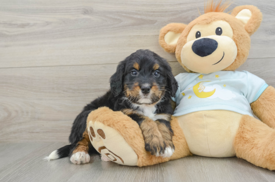 Mini Bernedoodle Puppy for Adoption