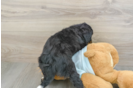Mini Bernedoodle Pup Being Cute