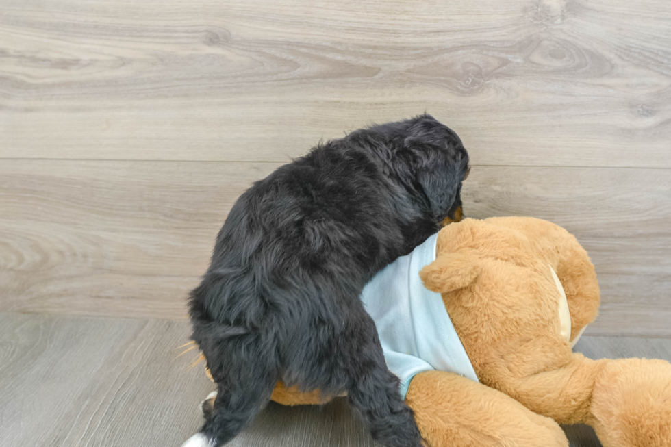 Mini Bernedoodle Pup Being Cute