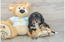 Fluffy Mini Bernedoodle Poodle Mix Pup