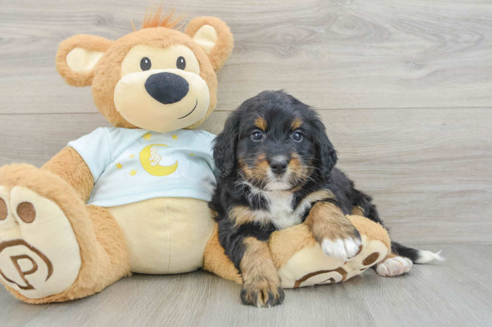 Fluffy Mini Bernedoodle Poodle Mix Pup