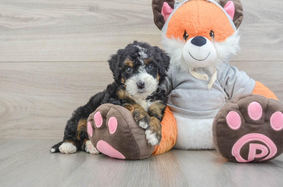 5 week old Mini Bernedoodle Puppy For Sale - Lone Star Pups