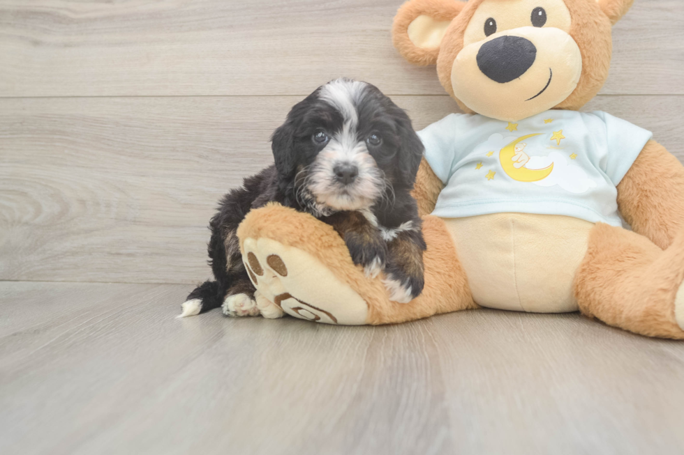 Meet Marie - our Mini Bernedoodle Puppy Photo  2/3 - Lone Star Pups Best Mini Bernedoodle Baby