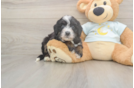 Meet Marie - our Mini Bernedoodle Puppy Photo  2/3 - Lone Star Pups Best Mini Bernedoodle Baby
