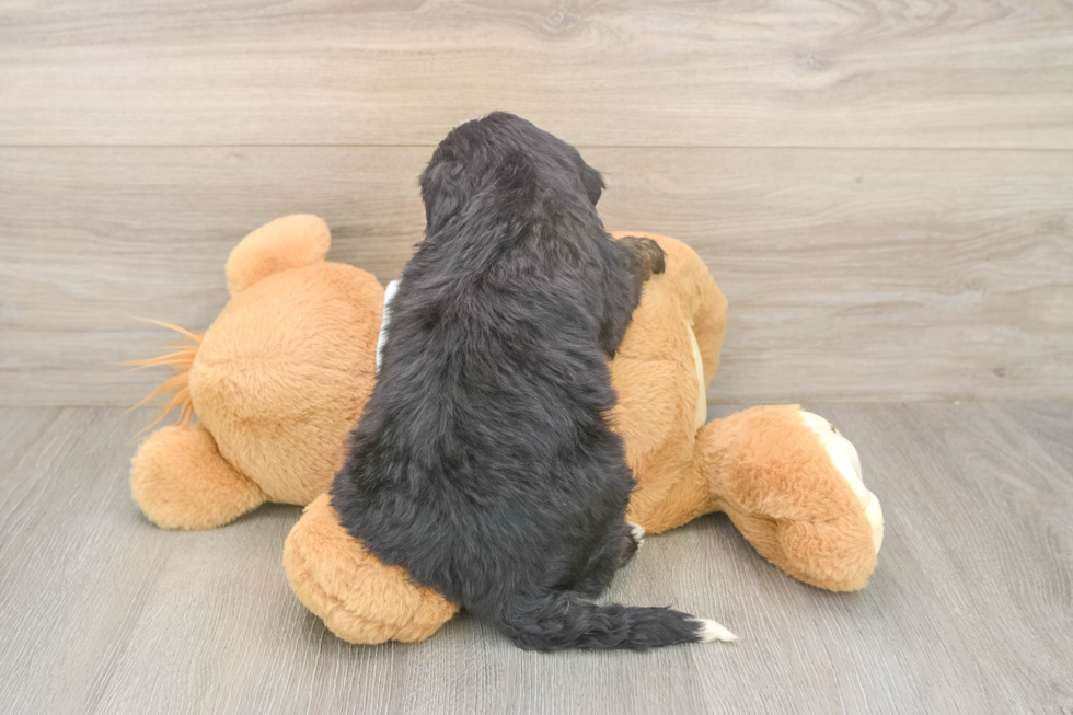 Meet Marie - our Mini Bernedoodle Puppy Photo  3/3 - Lone Star Pups Friendly Mini Bernedoodle Baby