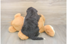 Meet Marie - our Mini Bernedoodle Puppy Photo  3/3 - Lone Star Pups Friendly Mini Bernedoodle Baby