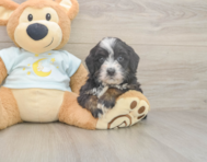 6 week old Mini Bernedoodle Puppy For Sale - Lone Star Pups