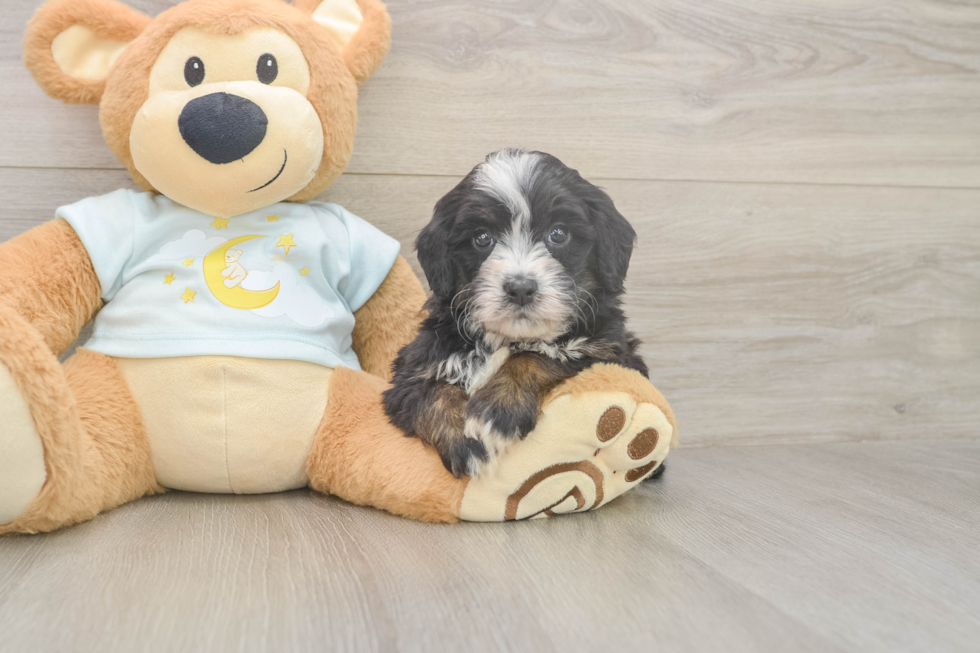 Meet Marie - our Mini Bernedoodle Puppy Photo  1/3 - Lone Star Pups Adorable Bernadoodle Poodle Mix Puppy
