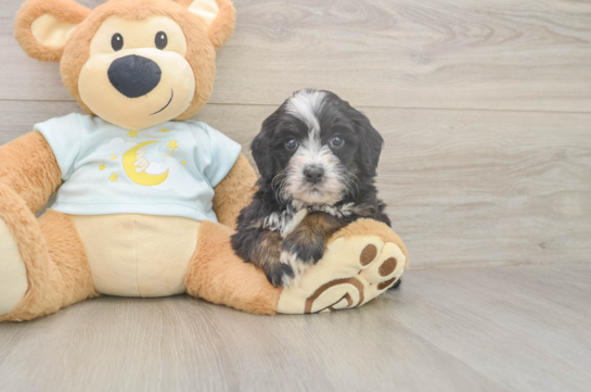 5 week old Mini Bernedoodle Puppy For Sale - Lone Star Pups Adorable Bernadoodle Poodle Mix Puppy