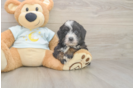 Meet Marie - our Mini Bernedoodle Puppy Photo  1/3 - Lone Star Pups Adorable Bernadoodle Poodle Mix Puppy