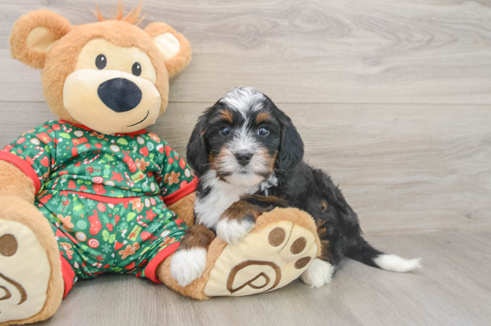5 week old Mini Bernedoodle Puppy For Sale - Lone Star Pups