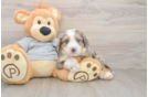 Sweet Mini Bernedoodle Baby