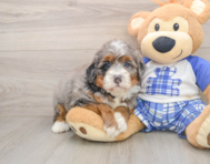 7 week old Mini Bernedoodle Puppy For Sale - Lone Star Pups