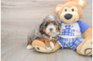Best Mini Bernedoodle Baby
