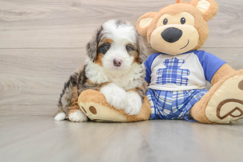 Best Mini Bernedoodle Baby