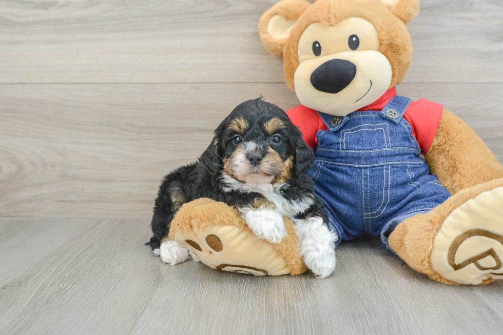 Mini Bernedoodle Puppy for Adoption