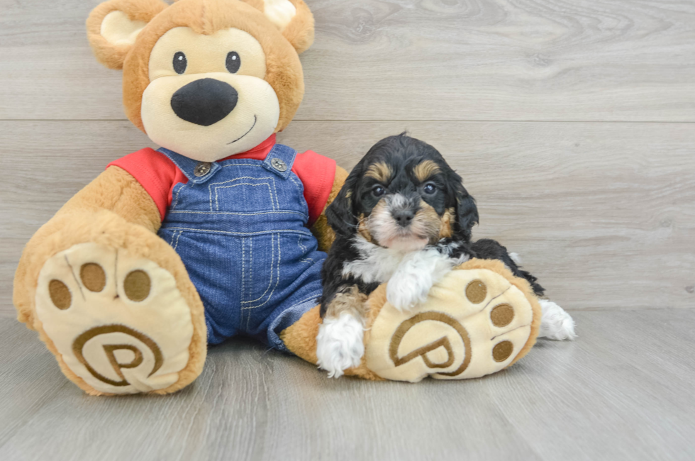 5 week old Mini Bernedoodle Puppy For Sale - Lone Star Pups