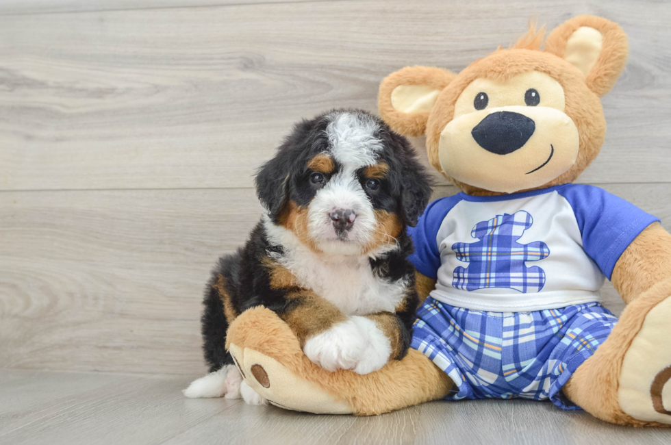 6 week old Mini Bernedoodle Puppy For Sale - Lone Star Pups