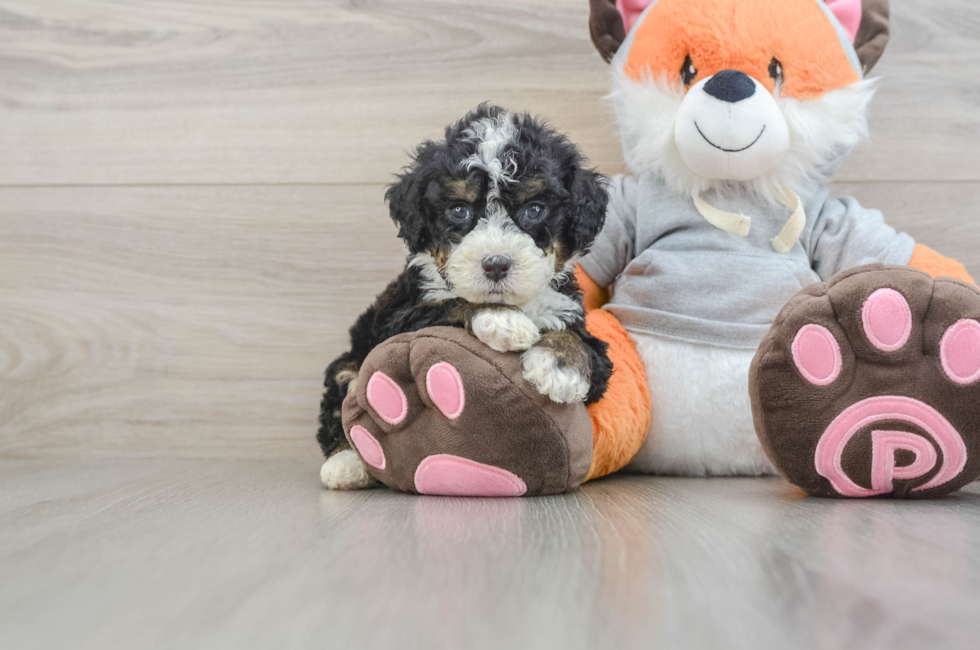 5 week old Mini Bernedoodle Puppy For Sale - Lone Star Pups