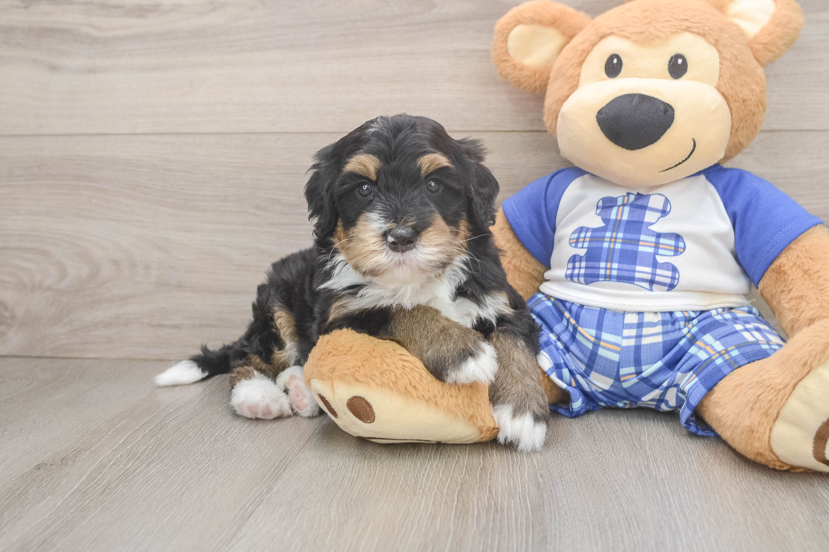 Smart Mini Bernedoodle Poodle Mix Pup