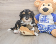 7 week old Mini Bernedoodle Puppy For Sale - Lone Star Pups