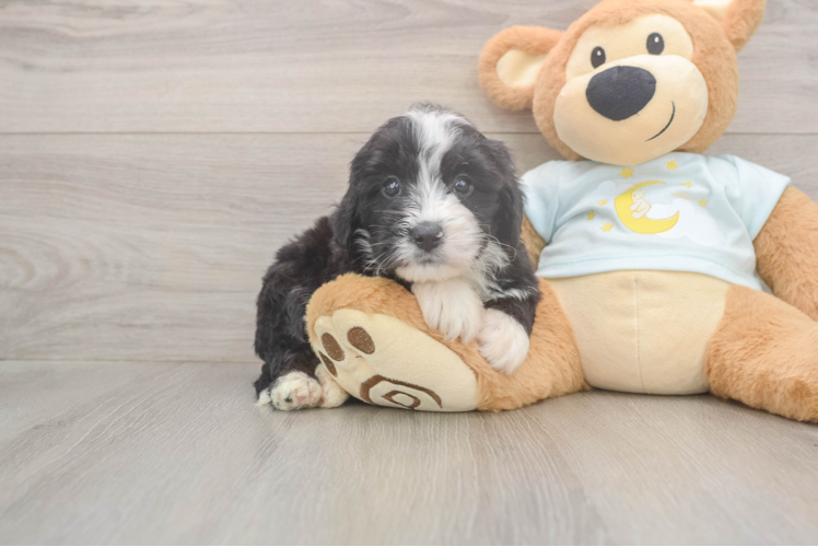 Fluffy Mini Bernedoodle Poodle Mix Pup