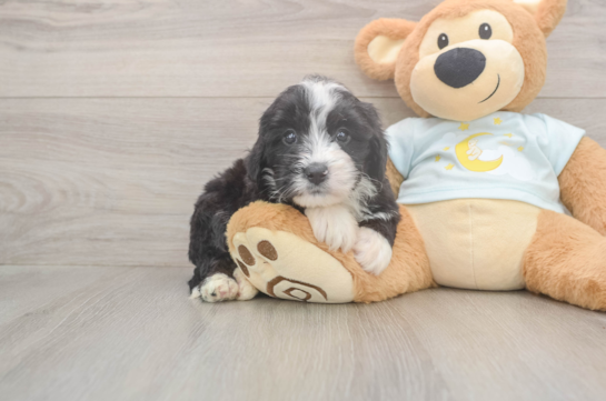 5 week old Mini Bernedoodle Puppy For Sale - Lone Star Pups Fluffy Mini Bernedoodle Poodle Mix Pup