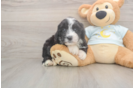 Meet Marvin - our Mini Bernedoodle Puppy Photo  1/3 - Lone Star Pups Fluffy Mini Bernedoodle Poodle Mix Pup